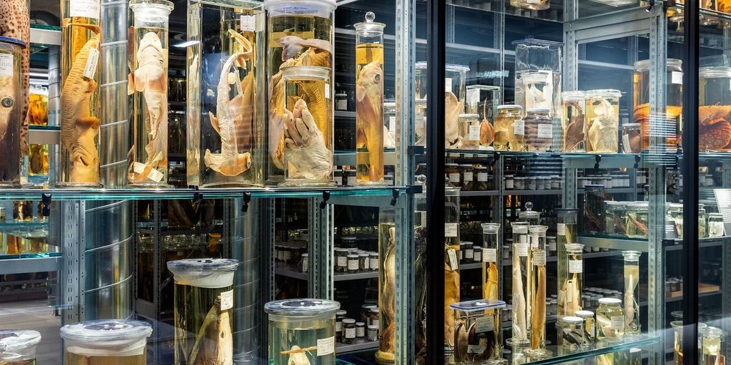 Naturhistorisches Museum Bern Museen Bern